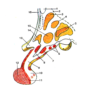 Гипоталамус (hypothalamus; подбугорье) и гипофиз (hypophisis) на сагиттальном разрезе.