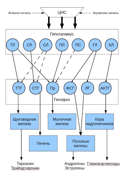 Регуляция активности эндокринных желез центральной нервной системой при участии гипоталамуса и гипофиза