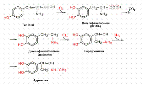 Биосинтез  катехоламинов