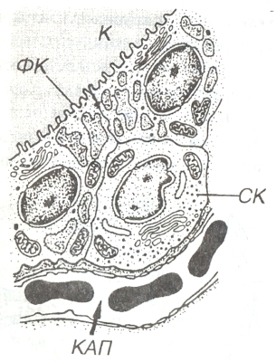 Структура клеток щитовидной железы